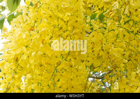 In der Nähe von Golden Chain tree, goldene Dusche blühen. Gelbe Blume Hintergrund Muster. Stockfoto