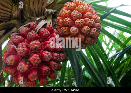 Exotische tropische Früchte Pandanus tectorius, Hala Obst Stockfoto