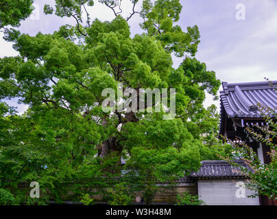 Antike Tempel mit riesigen Bäumen am Sommer, der Tag in Kyoto, Japan. Stockfoto