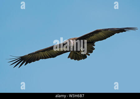 Hooded Vulture im Flug in ihrem Lebensraum in Gambia Stockfoto