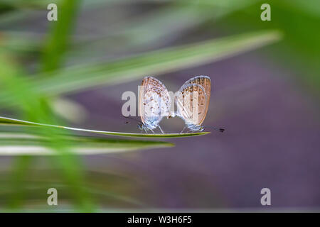 Ein paar kleine Schmetterling, hocken auf der Spitze einer grünen Pflanze, aus der Nähe. Indonesien Stockfoto