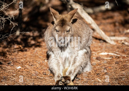 Wallaby Australien, Red necked Wallaby am Wineglass Bay in Tasmanien, Australien Stockfoto