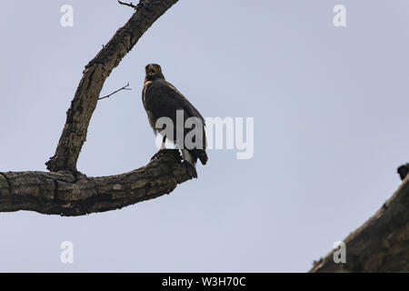 Crested Schlange Eagle (Spilornis cheela) auf eine gebrochene Rinde auf der Suche nach Beute. Schlange eagle Schuß in Jim Corbett National Park, Ramnagar, U Stockfoto