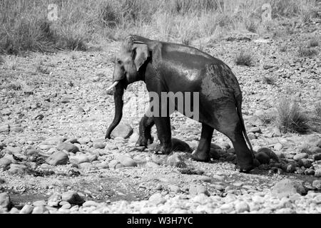 Indische männliche Elefanten tusker überquerte die Ramganga Flusses nahm ein Bad in Jim Corbett National Park, Uttarakhand. Stockfoto