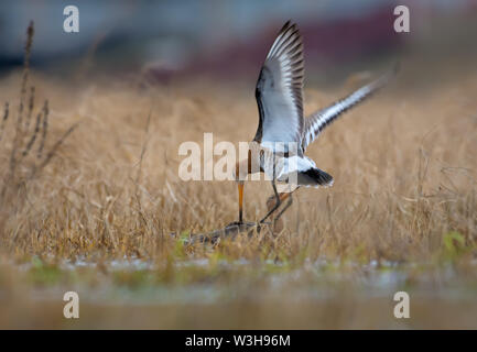 Schwarz-tailed godwits in schweren Kampf in der Luft und am Boden am Frühling in Feldern Stockfoto