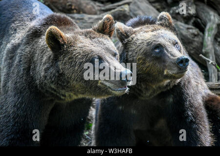 Europäische Braunbären Settle in größte Braun in Großbritannien tragen Ausstellung bei wilden Ort Projekt, South Gloucestershire, wo die Bären, die sich in einem riesigen neuen Wald Lebensraum sind, neben der Wölfe, Luchse und Wolverine zu leben, so wie sie vor Tausenden von Jahren getan haben würde. Tragen Holz ist für die Öffentlichkeit am 25. Juli zu öffnen. Stockfoto