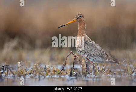 Eine Uferschnepfe in sumpfige Gras posing Wasser Teich mit gelben und braunen Gras auf seiner Oberfläche abgedeckt Stockfoto