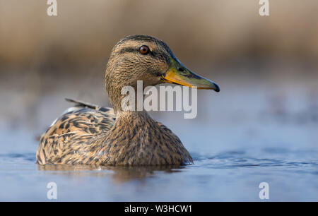 Ganz in der Nähe Foto Portrait von weibliche Stockente, wie Sie schwimmt auf helle Wasserfläche von kleinen Teich im Frühjahr Stockfoto