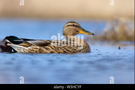 Einsame weibliche Stockente schwimmt auf blauen Wasser des kleinen Fluss oder See an einem sonnigen Tag mit hellen Farben in Federn Stockfoto