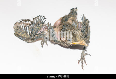 Nahaufnahme von einem Baby Summenvogel sitzen auf weißen Blatt, weisser Hintergrund. Baby Summenvogel versuchen zu fliegen. Stockfoto