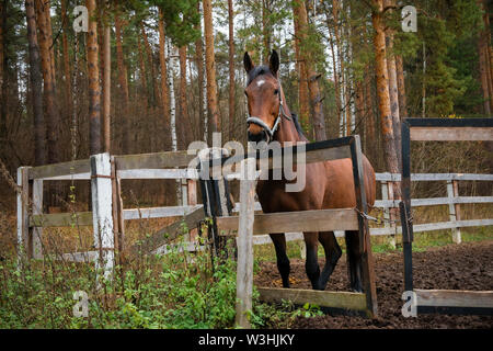 Das Pferd auf dem Hof steht in der Pen Stockfoto