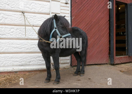 Pony Farm steht in der Nähe der stabilen Stockfoto