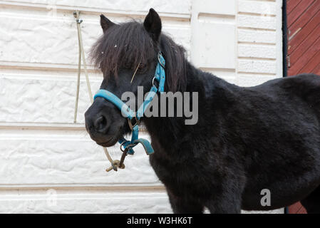 Pony Farm steht in der Nähe der stabilen Stockfoto