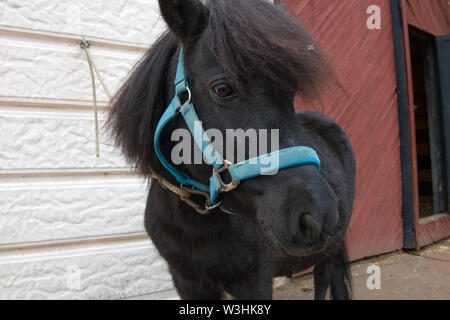 Pony Farm steht in der Nähe der stabilen Stockfoto
