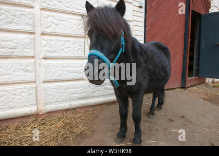 Pony Farm steht in der Nähe der stabilen Stockfoto