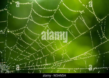 Spider Web schließen oben mit Tautropfen auf grünem Hintergrund Stockfoto