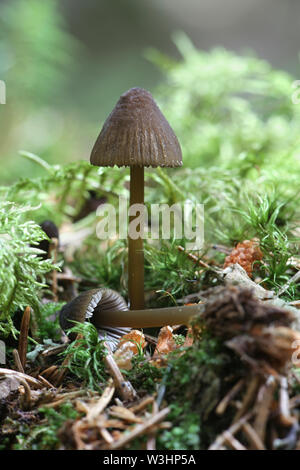 Olivenöl Kante Motorhaube, Mycena viridimarginata, wilde Pilze aus Finnland Stockfoto