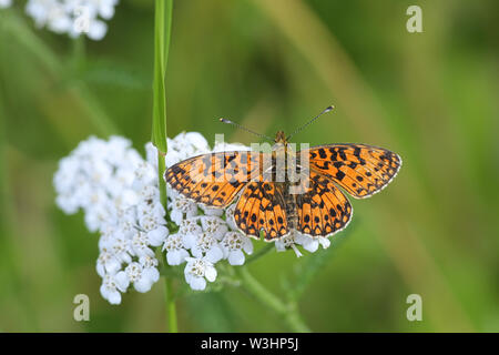 Boloria Selene, bekannt als die kleine Perle - grenzt fritillary oder Silber - fritillary begrenzt Stockfoto