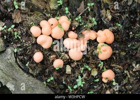 Lycogala epidendrum, die im Allgemeinen als Wolf Milch bekannt, gröning die Schleimpilze, aethalia oder Fruchtkörper auf morschem Holz Stockfoto