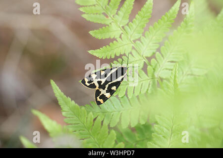 Parasemia plantaginis, bekannt als das Holz Tiger, ein Schmetterling aus der Familie Erebidae Stockfoto