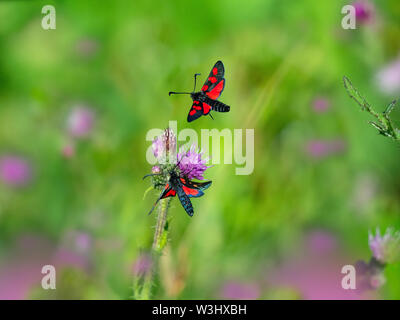 Eng - 5-spot Burnet Zygaena lonicerae Beeston gemeinsame Norfolk Juli begrenzt Stockfoto