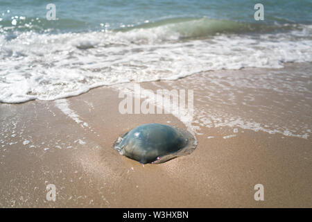 Große Quallen gewaschen oben am Strand von Sandbänken Stockfoto