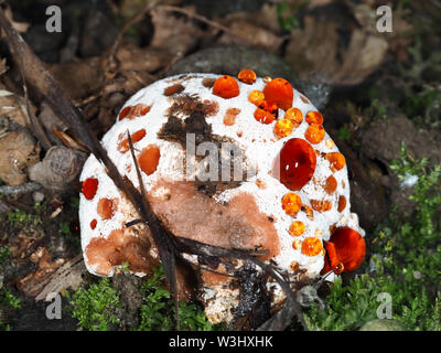 Hydnellum peckii (oder sehr nahe verwandte Pilze) in einem Wald im Bundesstaat Washington, USA Stockfoto