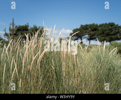 Meer Gräser in der Sanddünen auf Sandbänken Stockfoto