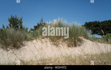 Meer Gräser in der Sanddünen auf Sandbänken Stockfoto