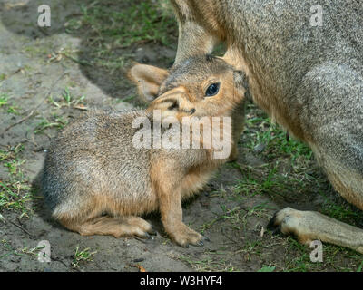 Junge Mara Dolichotis patagonischen Saugen Stockfoto