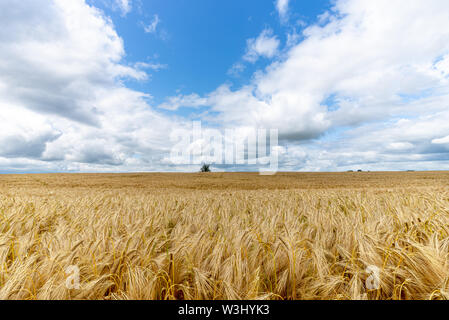 Reifenden Ähren der Gerste über bereit zu ernten. Schwere cumulus Wolken hängen unter einem blauen Himmel. Stockfoto