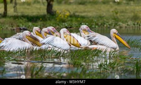 Gruppe Große weiße Pelikane (Pelecanus onocrotalus), Lake Naivasha Nationalpark, Kenia Stockfoto