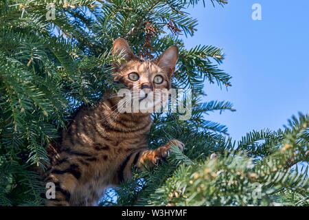 Toyger Breedcat (Felis silvestris catus), weiblich, 8 Monate, Braun getigert, sitzt aufmerksam in Eibe, Jagd, Österreich Stockfoto