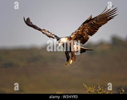 Spanischen Kaiseradler (Aquila adalberti) Landeanflug, Extremadura, Spanien Stockfoto