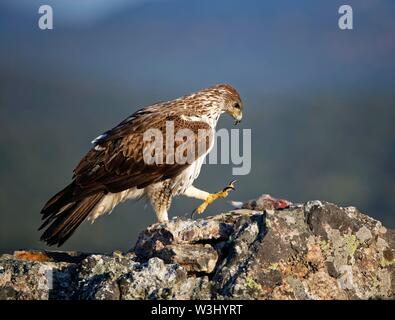 Bonelli's Eagle (Aquila fasciata) mit erfassten Hase auf Rock, Extremadura, Spanien Stockfoto