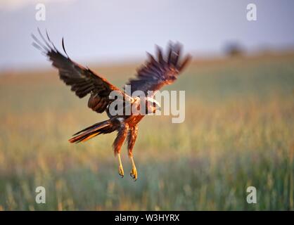 Western Sumpf - Harrier (Circus aeruginosus), Weibliche im Flug, Castilla-La Mancha, Spanien Stockfoto