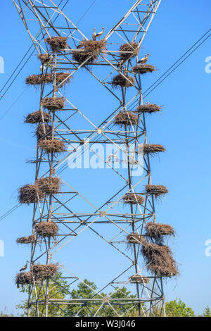 Weißstorch Nester auf Strommasten Stockfoto