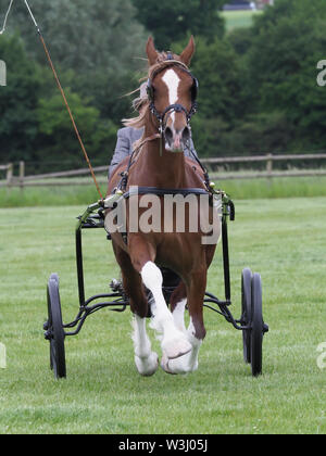 Eine Bucht Welsh Cob in voller Fahrt Kabelbaum in einem 4-Rad buggy gefahren wird. Stockfoto