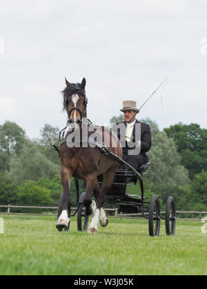 Eine Bucht Welsh Cob in voller Fahrt Kabelbaum in einem 4-Rad buggy gefahren wird. Stockfoto