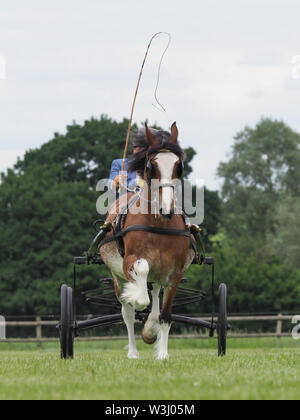 Eine Bucht Welsh Cob in voller Fahrt Kabelbaum in einem 4-Rad buggy gefahren wird. Stockfoto