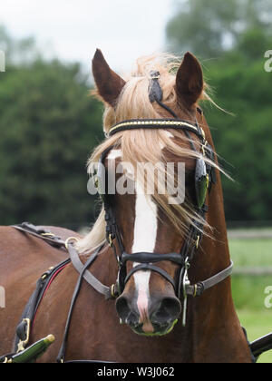 Eine Bucht Welsh Cob in voller Fahrt Kabelbaum. Stockfoto