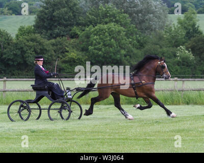 Eine Bucht Welsh Cob in voller Fahrt Kabelbaum in einem 4-Rad buggy gefahren wird. Stockfoto