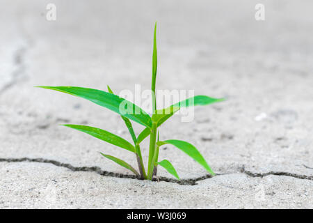 Eine kleine, aber leistungsstarke Auswurfkrümmer Werk seinen Weg macht und bricht die Zement Pflaster Stockfoto