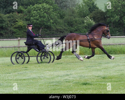 Eine Bucht Welsh Cob in voller Fahrt Kabelbaum in einem 4-Rad buggy gefahren wird. Stockfoto