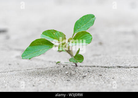Eine kleine, aber leistungsstarke Auswurfkrümmer Werk seinen Weg macht und bricht die Zement Pflaster Stockfoto