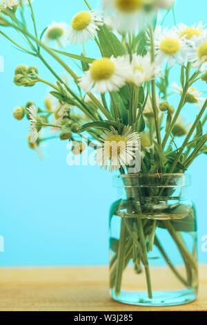 In der Nähe von wunderschönen Kamille in Vase auf einem blauen Hintergrund. Makro anzeigen. Stockfoto