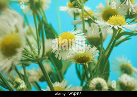 In der Nähe von wunderschönen Kamille in Vase auf einem blauen Hintergrund. Makro anzeigen. Stockfoto