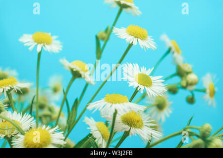 In der Nähe von wunderschönen Kamille in Vase auf einem blauen Hintergrund. Makro anzeigen. Stockfoto