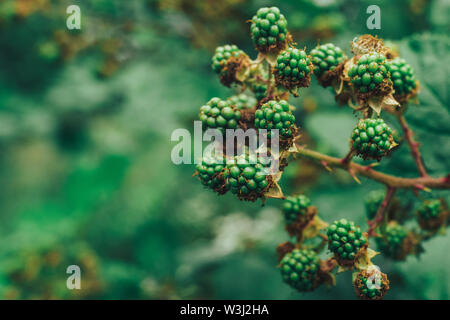 Nahaufnahme von grünen jungen Brombeeren auf einem Black Bush, auf einem Bauernhof Stockfoto