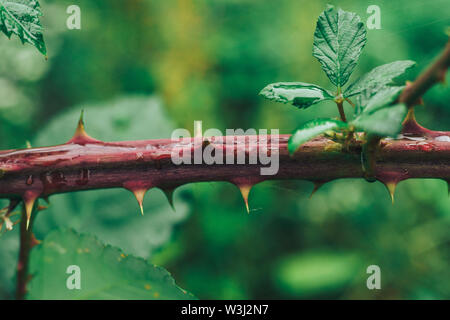 In der Nähe von Thorn auf grünem Hintergrund. Makro anzeigen. Stockfoto